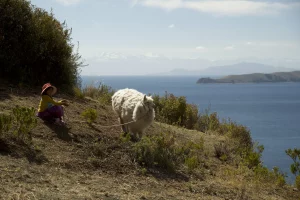 Pelicula Cuidando al sol